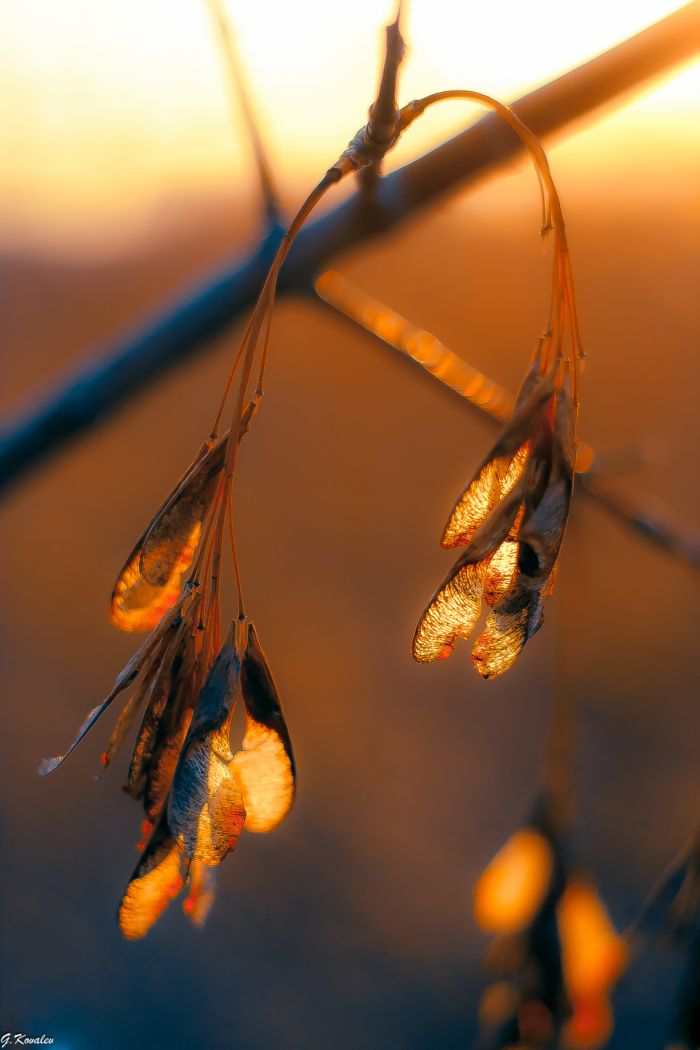 Осенние "вертолётики"...