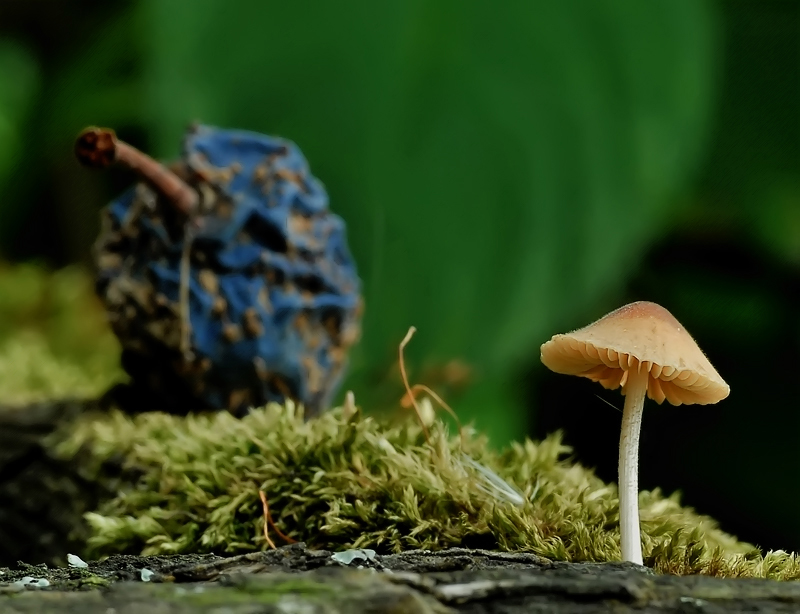 Блеклая слива...