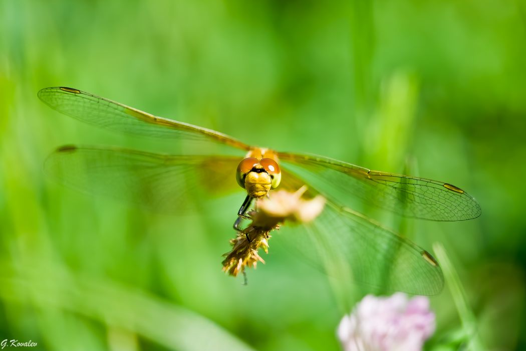 Эти глаза напротив...