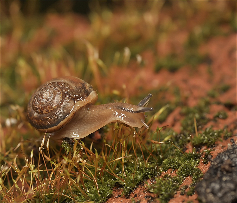 Премьерный подход...