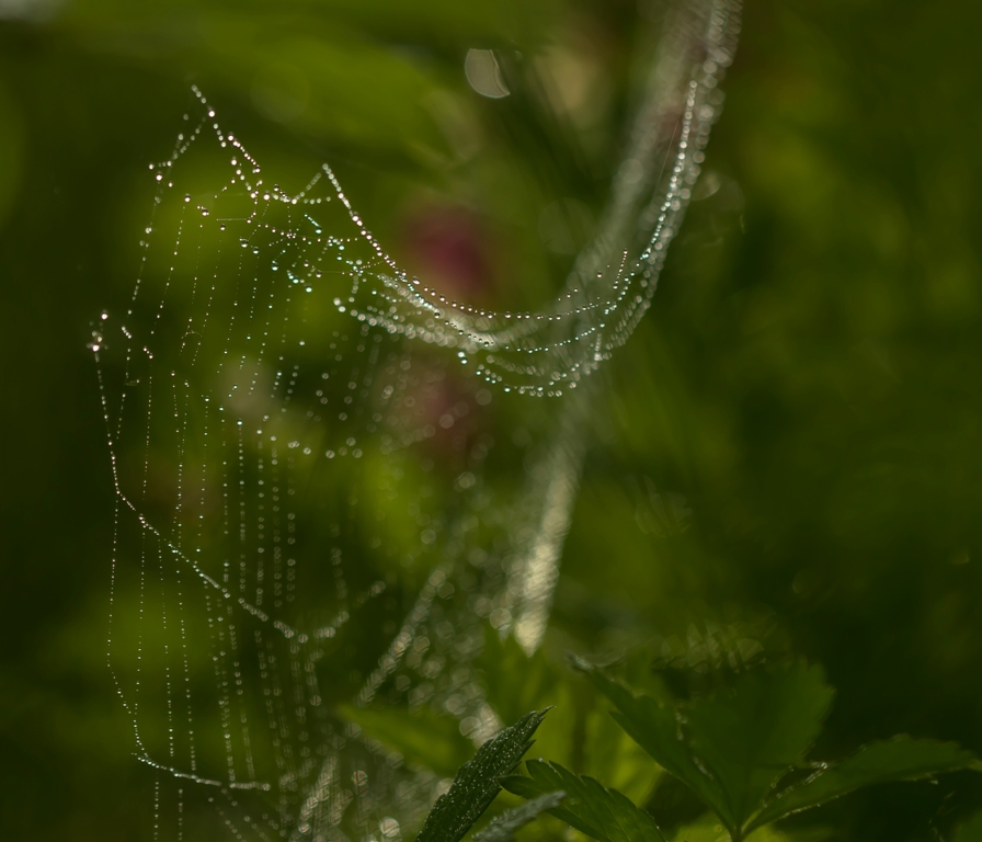 Про первую паутинку...