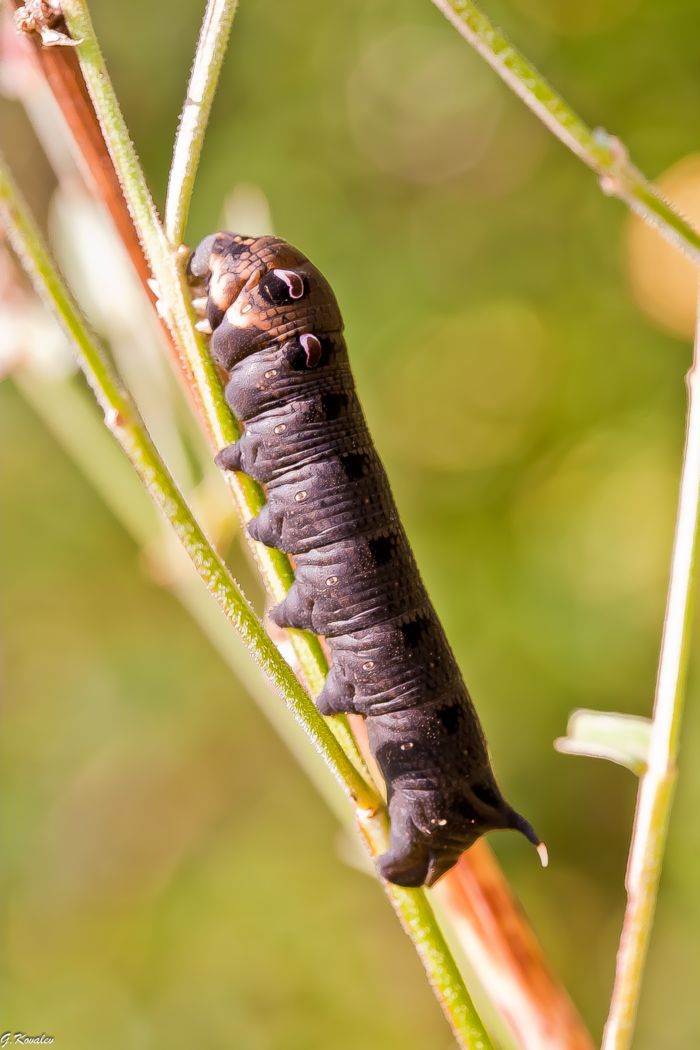 Путь самурая..