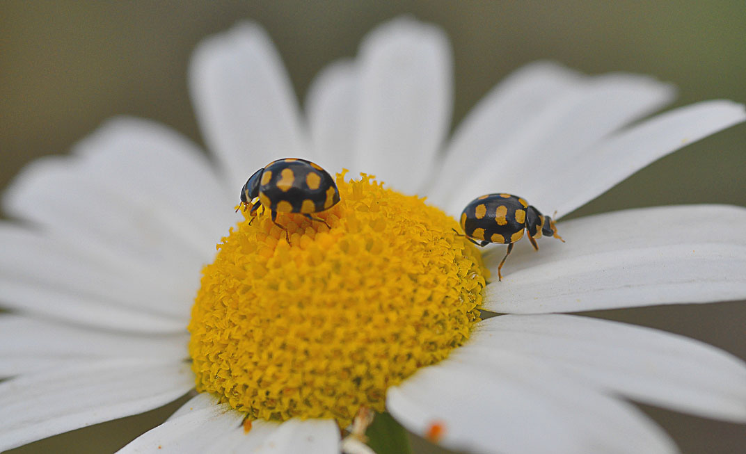 Прощай, наша встреча была ашипкай!