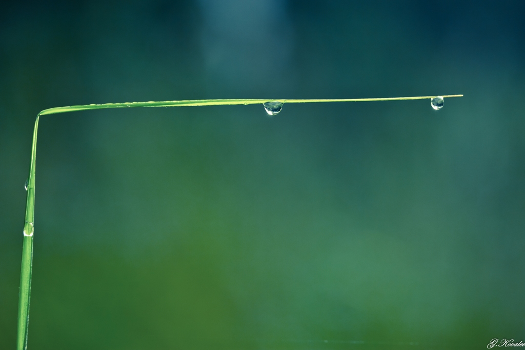 Зелёный "шлагбаум"...