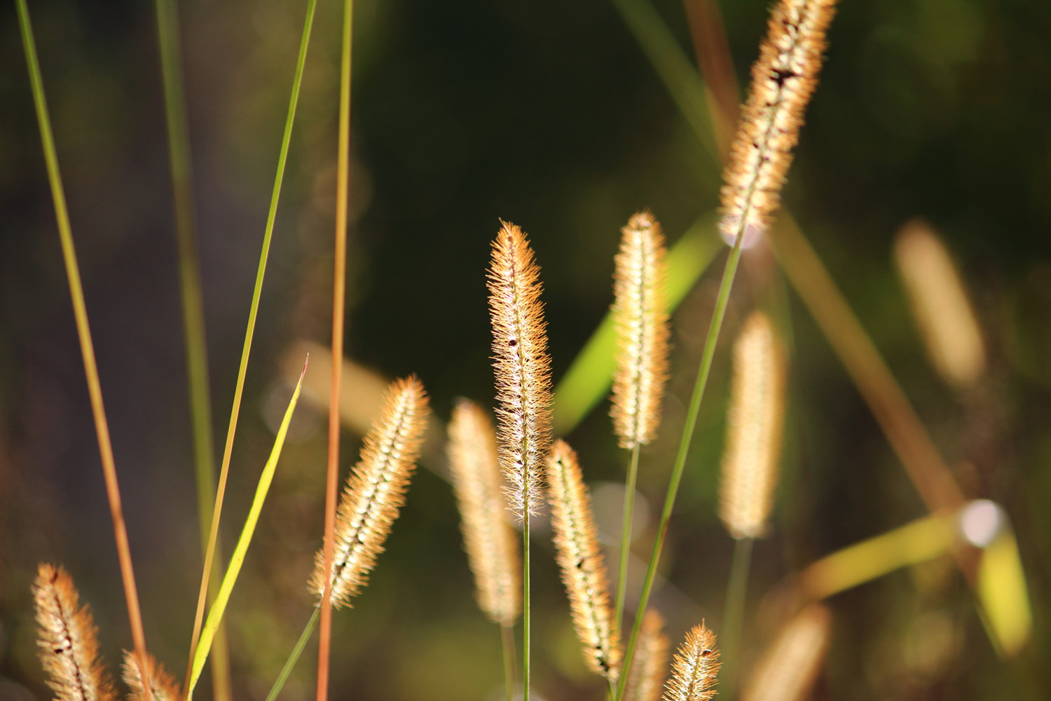 осенняя трава