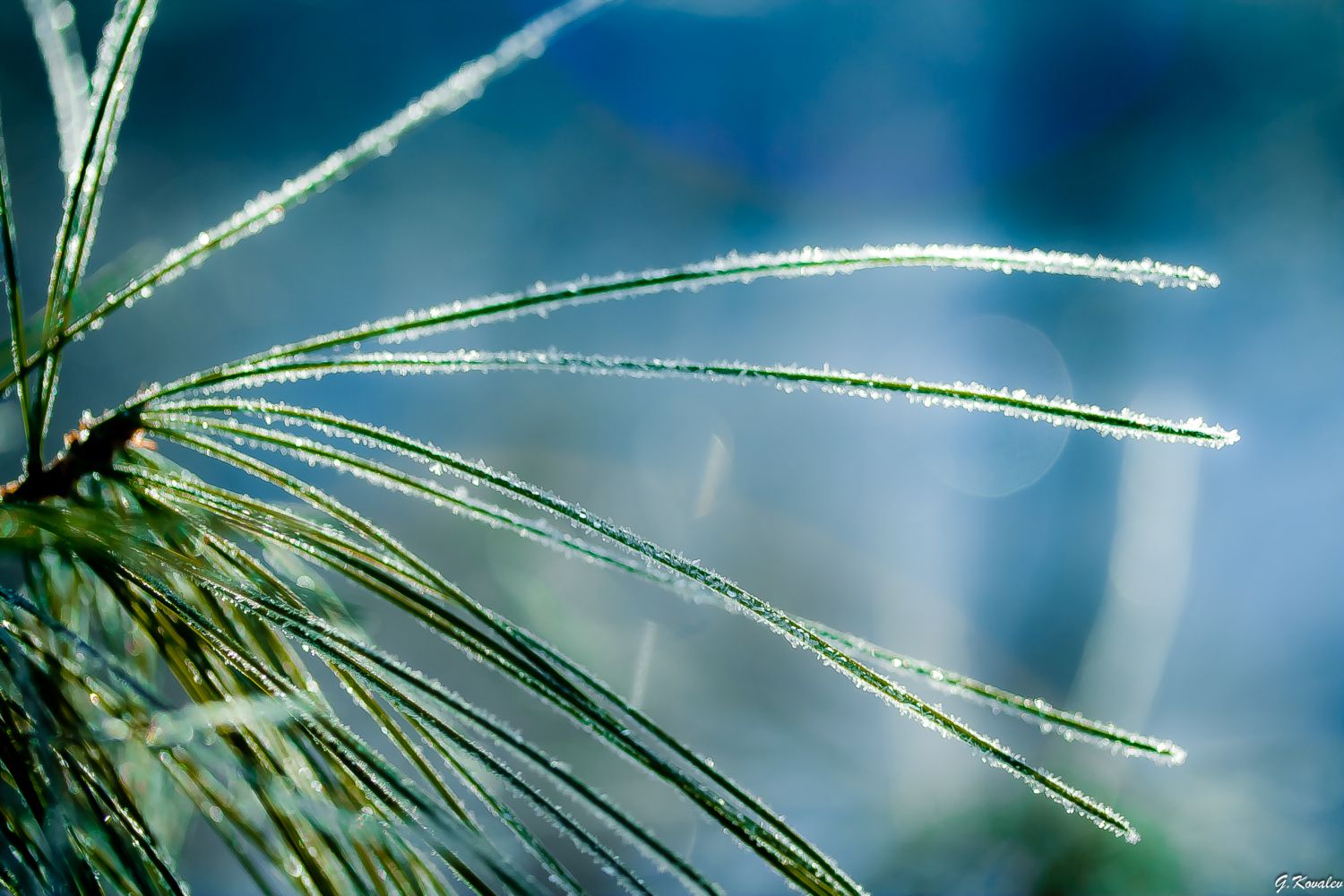 Мороз и солнце,день чудесный...