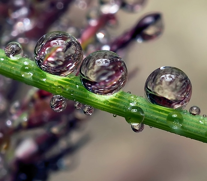 Летние снежинки...