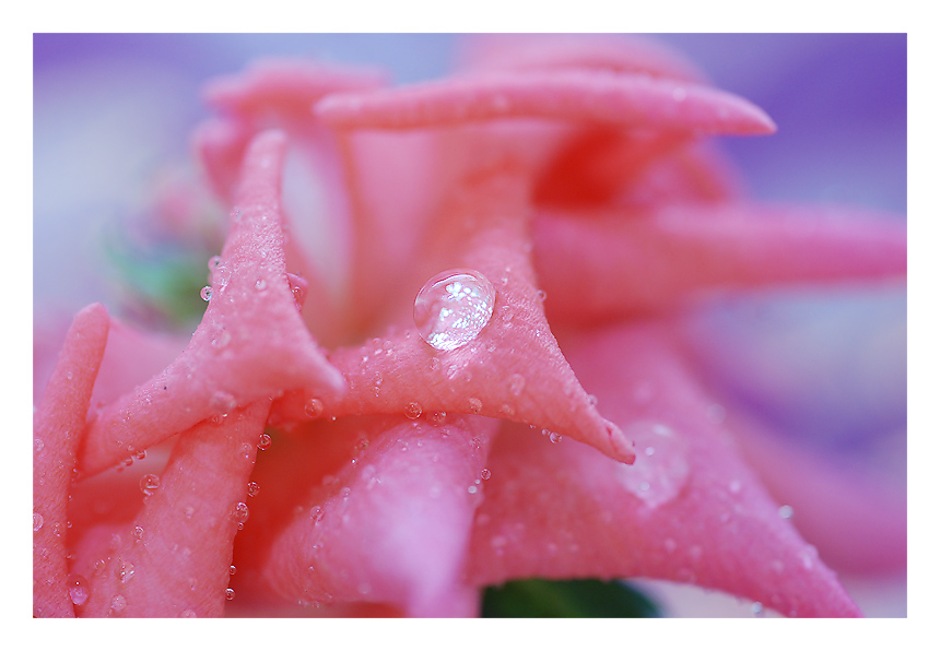 Rose&Drops