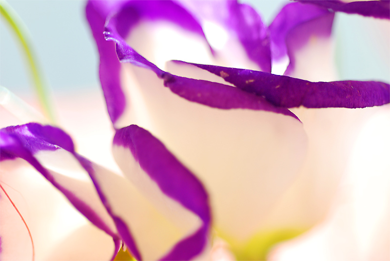 Фиолетово-белое настроение