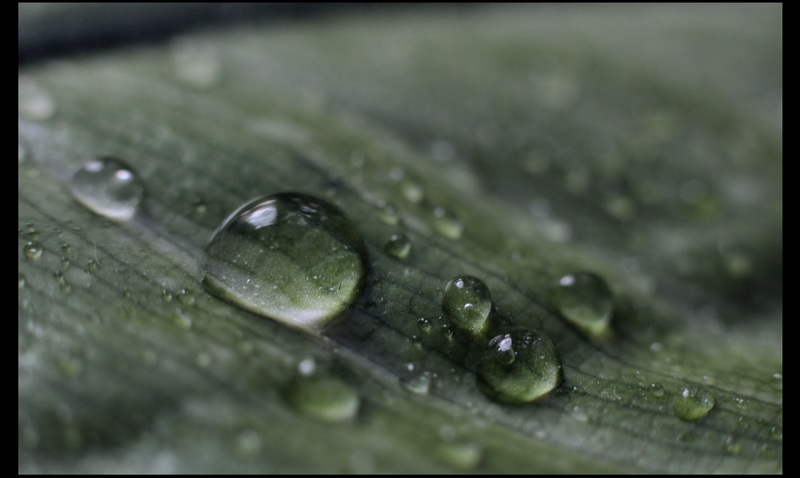 Капли на листве