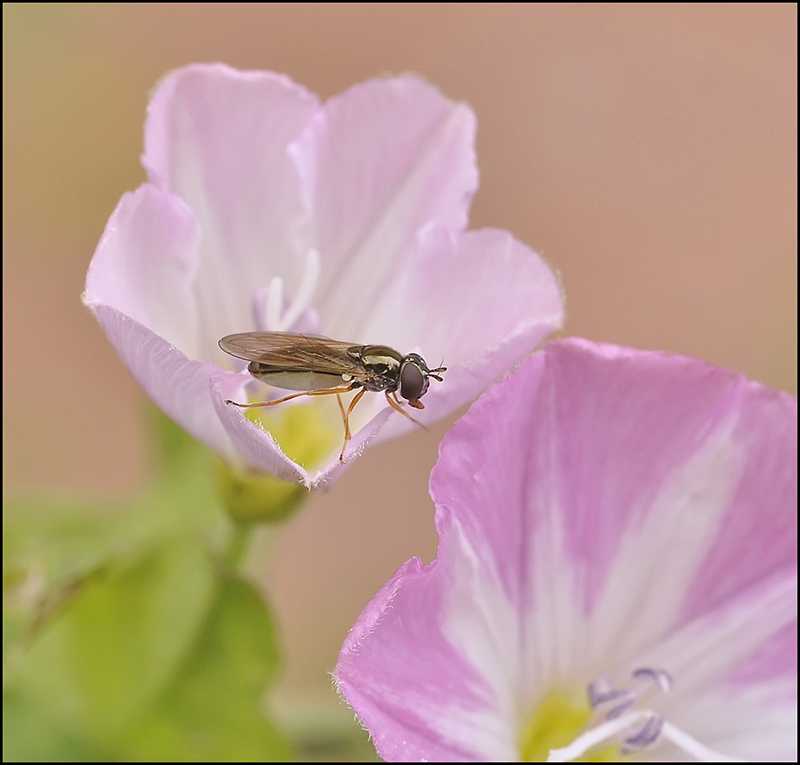 Розовая шоколадка...