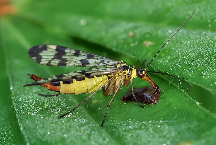 Ягодный десерт..