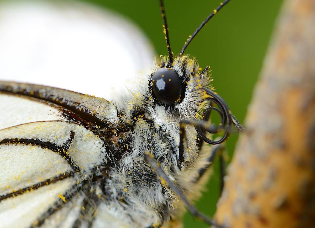 женщина в белом