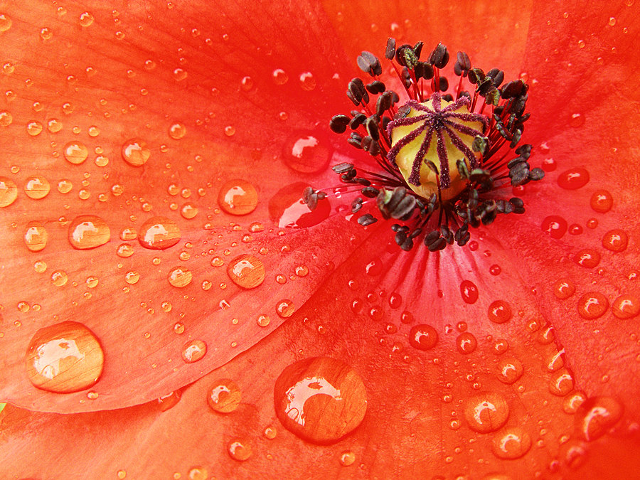 Маковые капельки