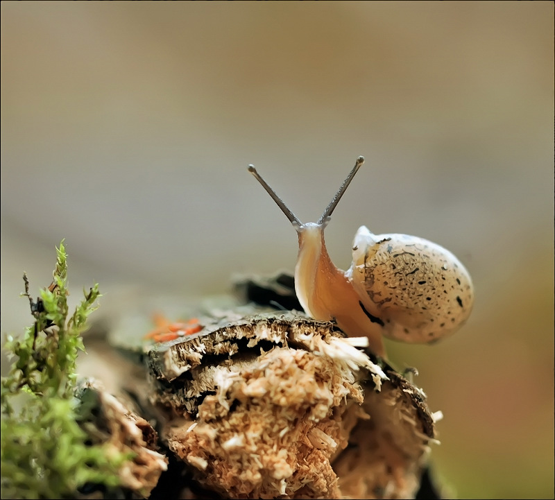 Всё я вижу...