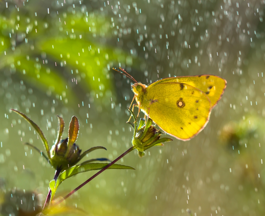 Купаясь в капельках рассвета...