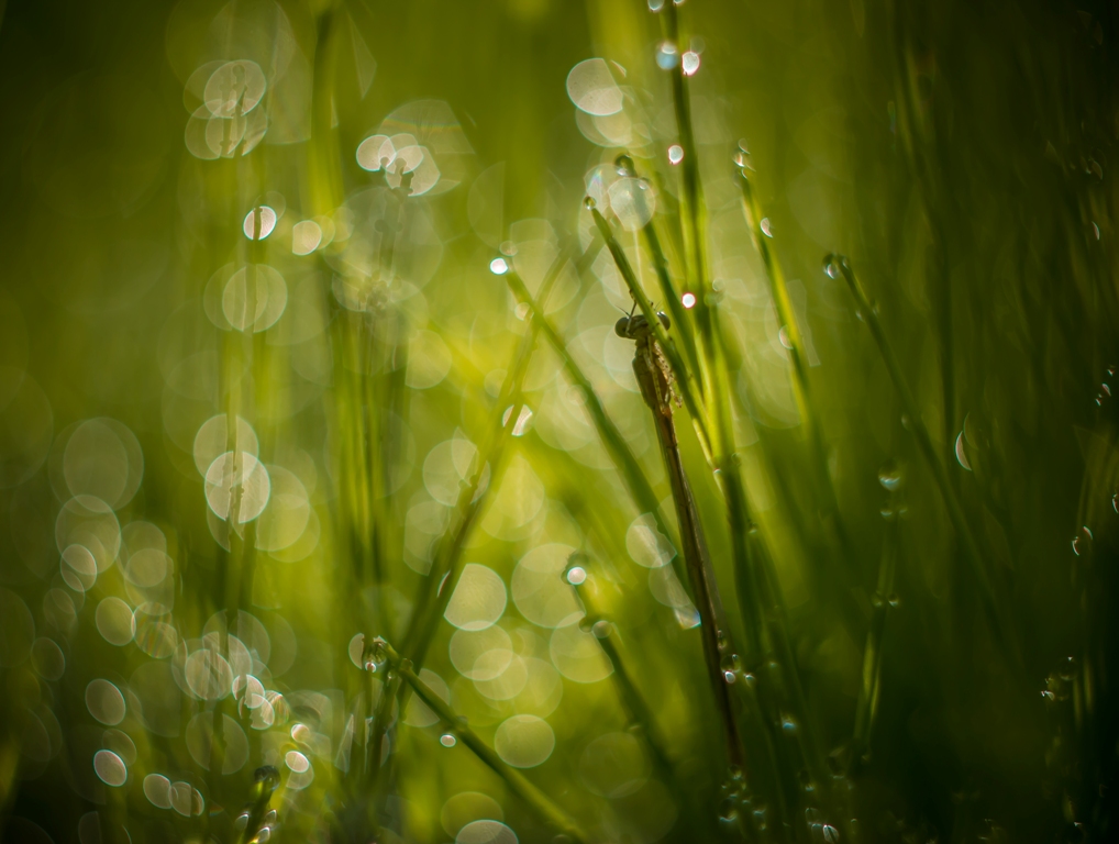 Когда просохнут крылья...