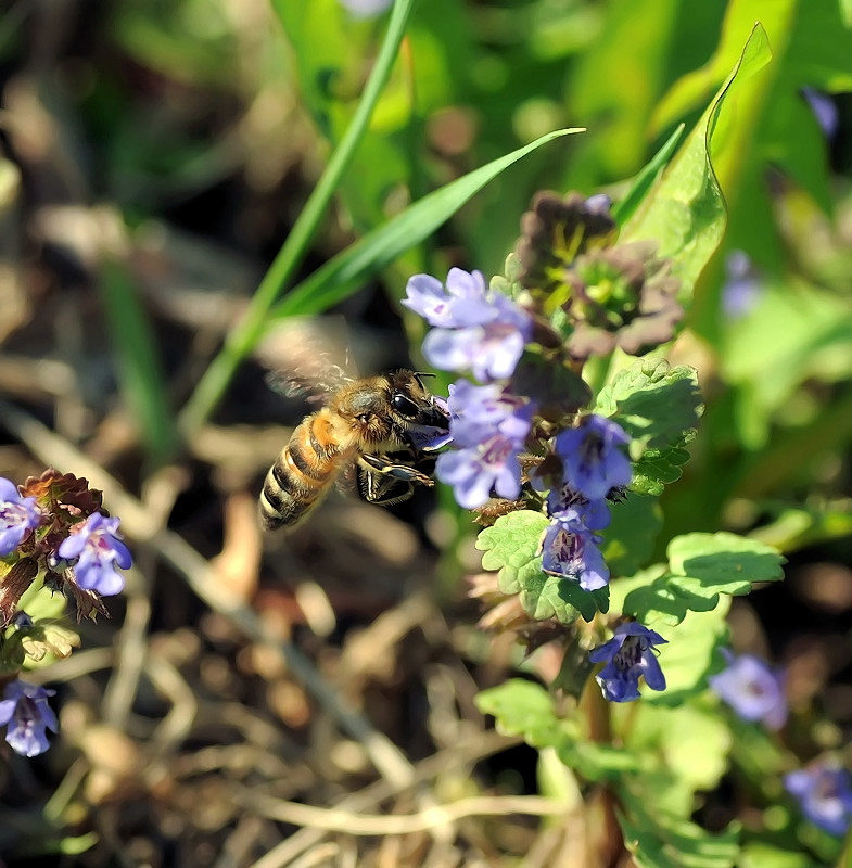 Приятная,взгляду, лохматая особа...