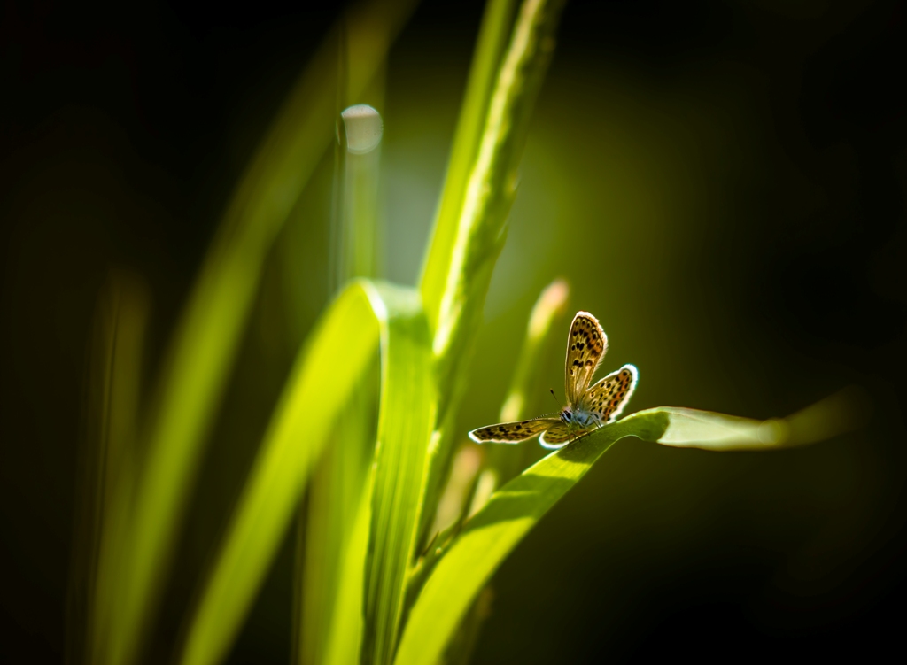 Небрежным росчерком пера...