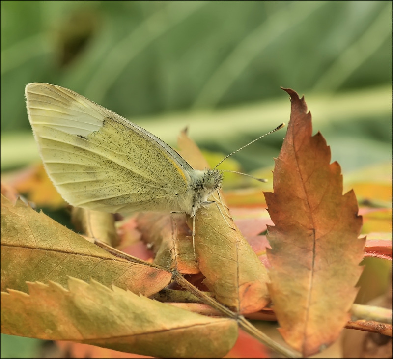 Признание осенью...