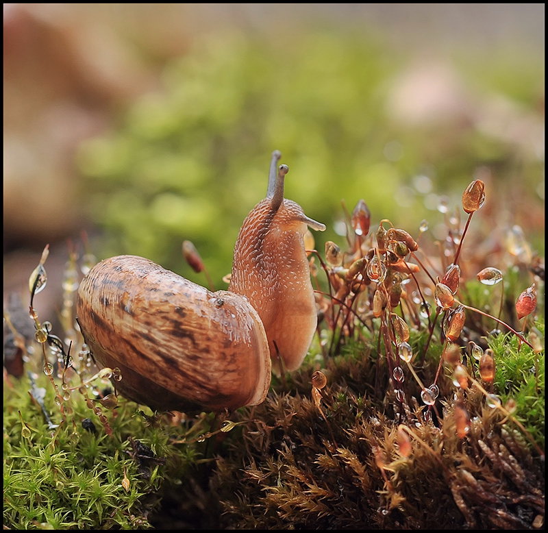 СухоПУТНЫЙ воин...