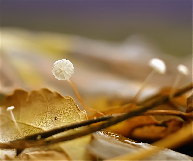 Беззвучие...