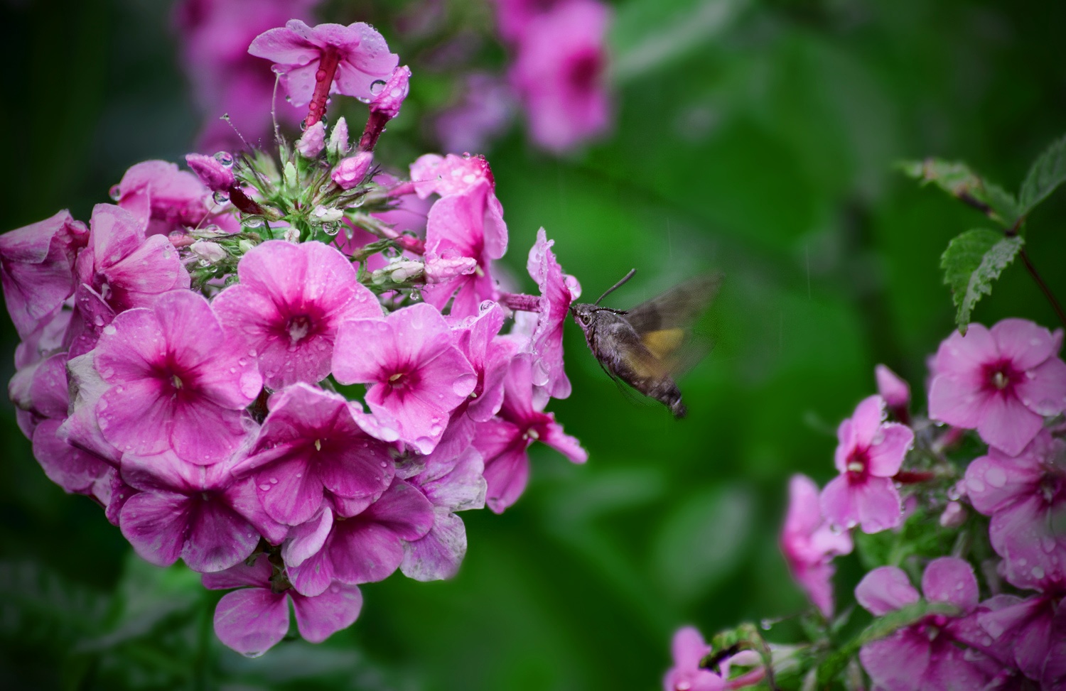 За нектаром под дождем