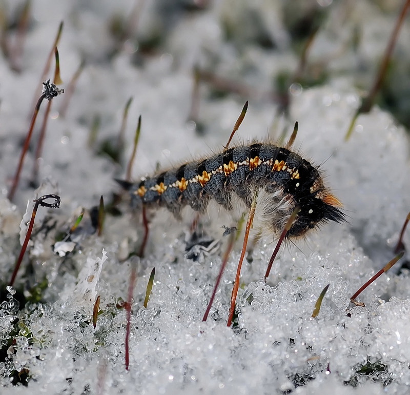 Никто не ждал...
