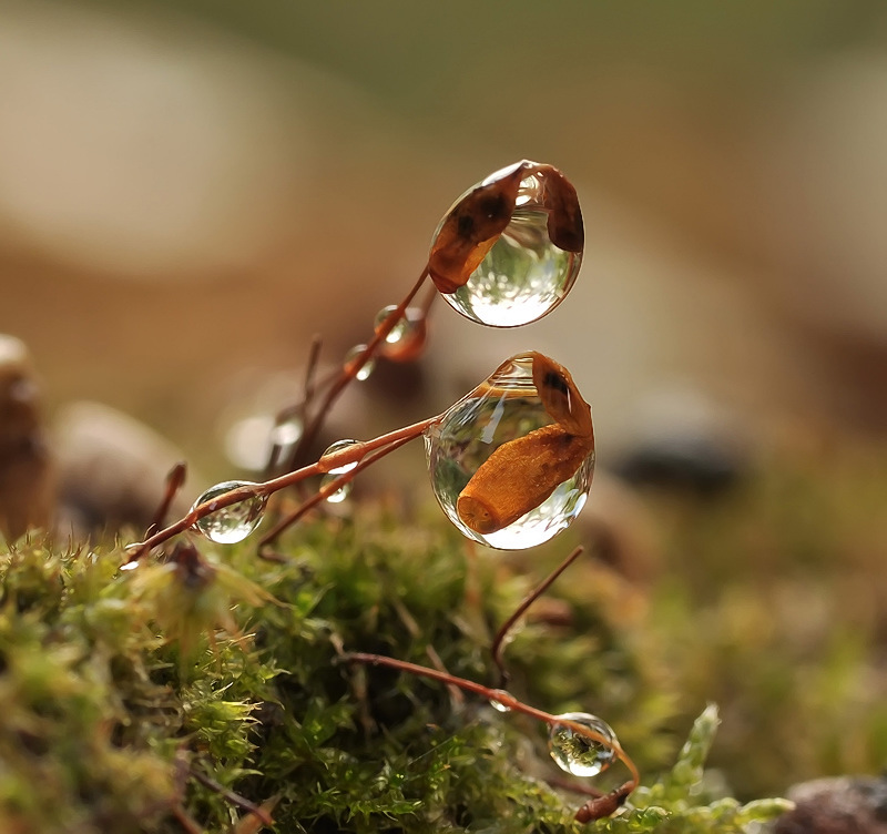 Номер с причудами..