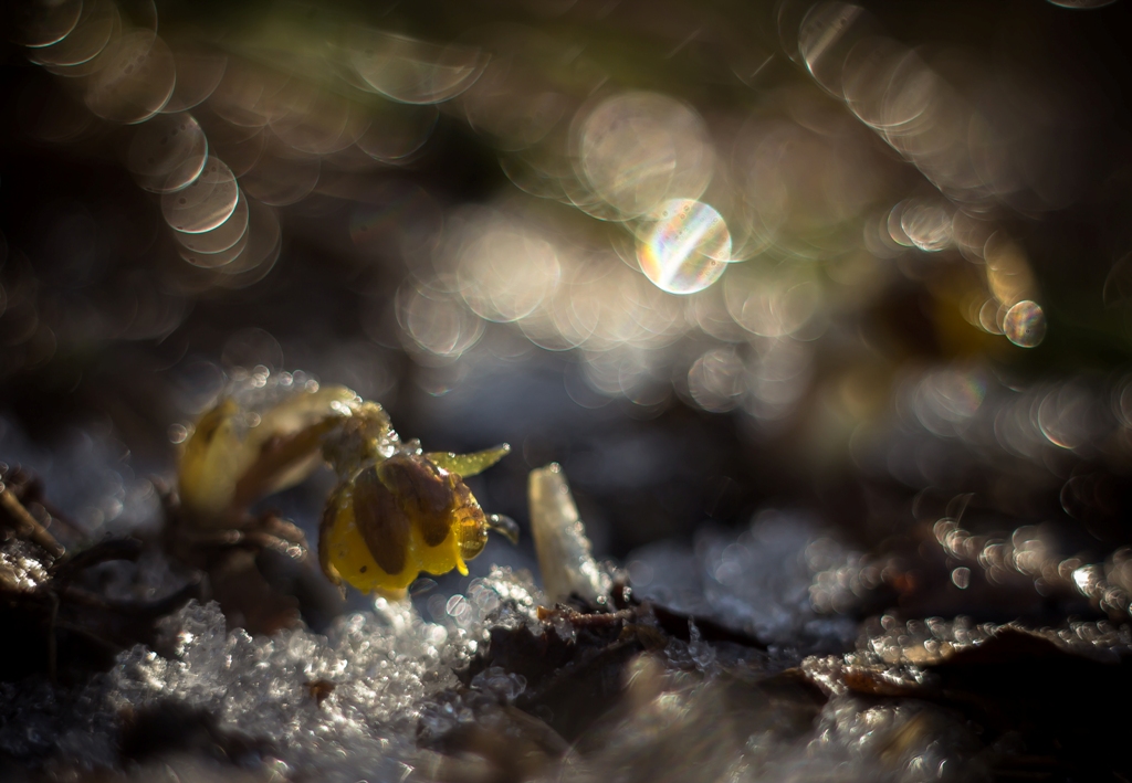 В весенних снах...