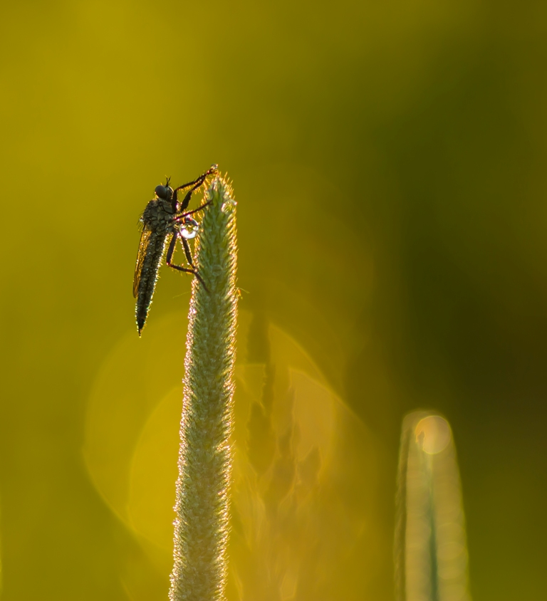 Рассветный ктырь...