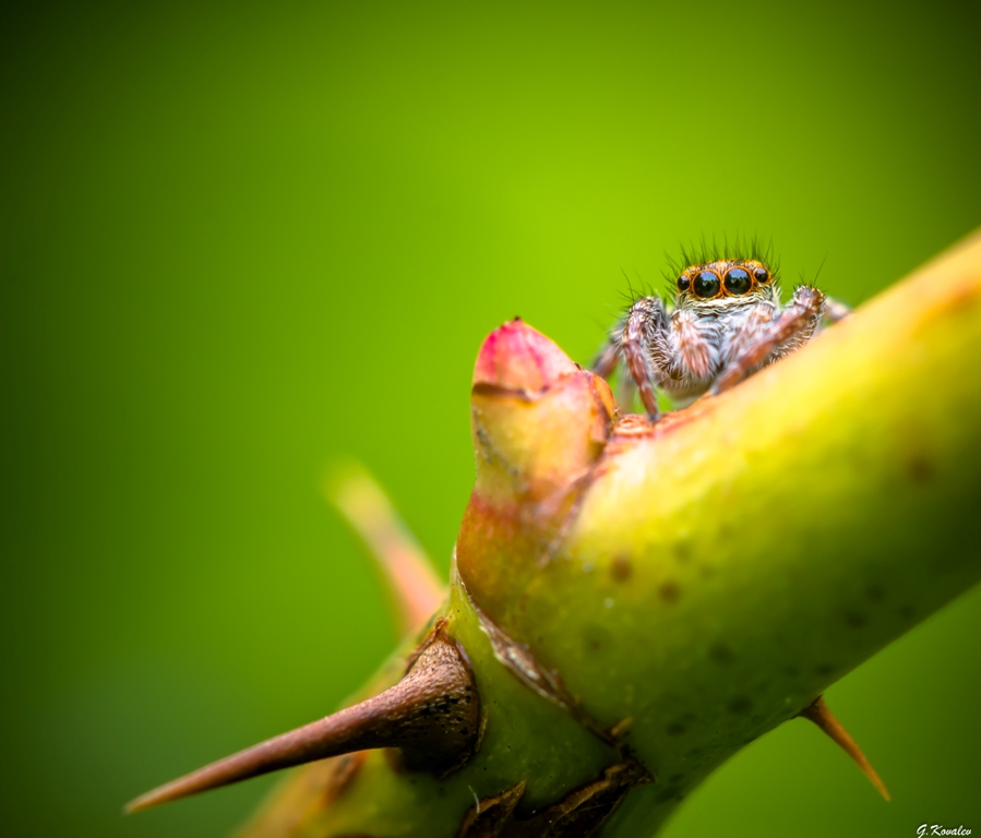 Шипы и розы...