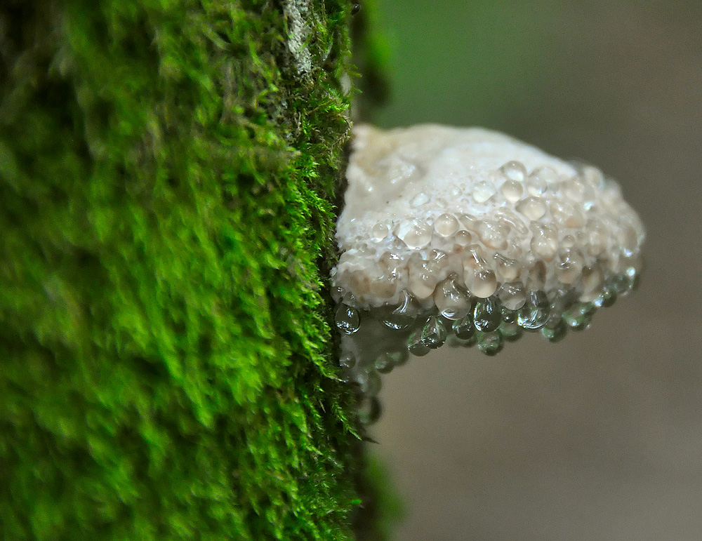 Тающий трутовичок