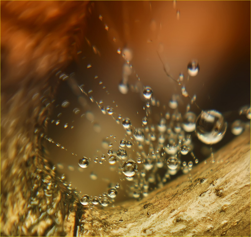 И дольше века длится день...