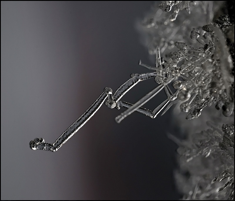 Леденая лапа зимы...