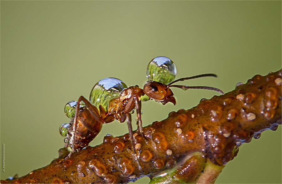 Почему я водовоз?!