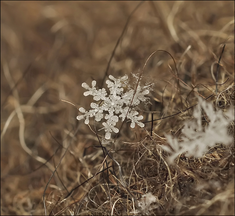 Трофейная гуща...