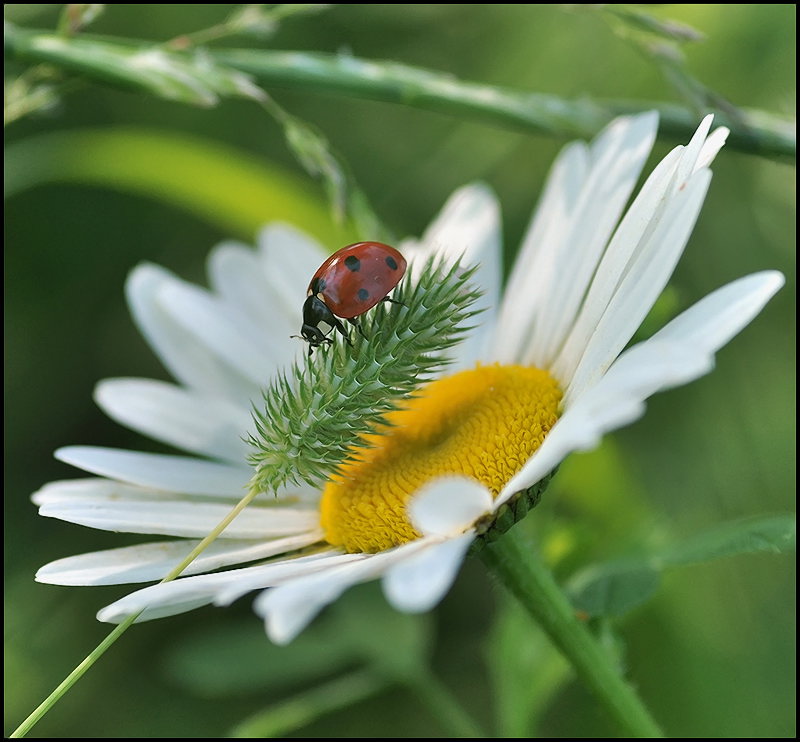 Отбрасываемые тенью...