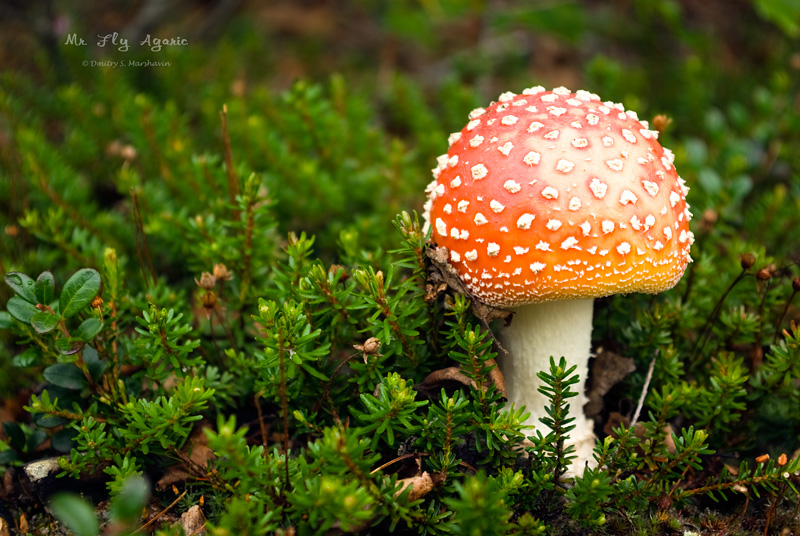 Мистер Мухомор