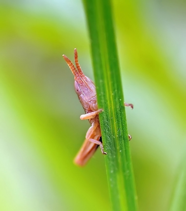Ку-ку или козлик на выходе.....