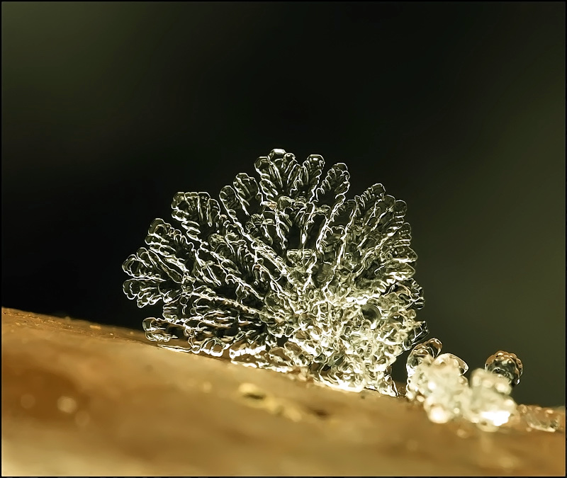 Черепашка...