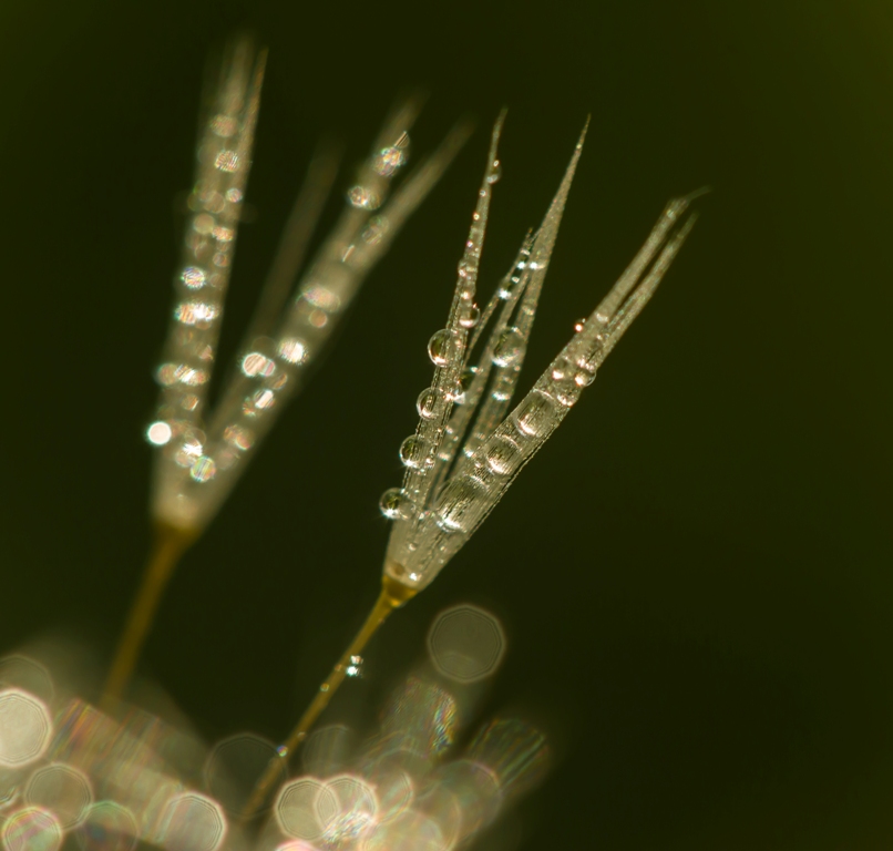 Про одуванчик...