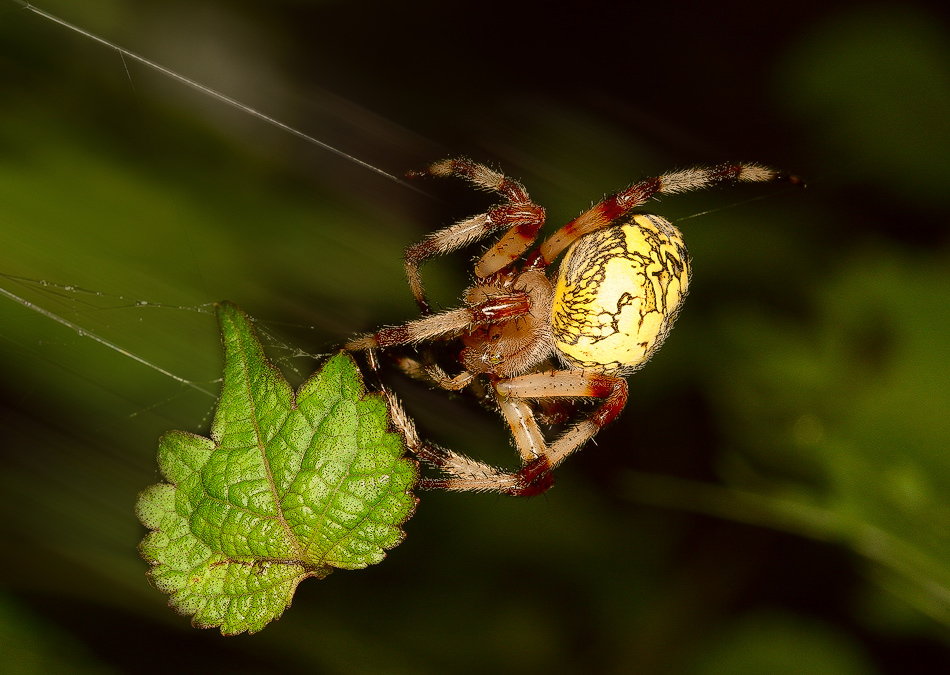 воздушный гимнаст...