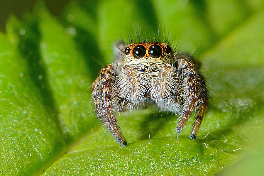 почти кот, почти из шрека