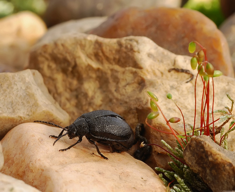 Мечты камней...
