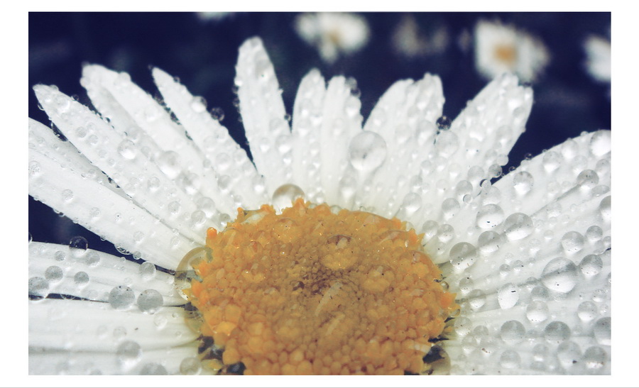 Одарённая летним дождём