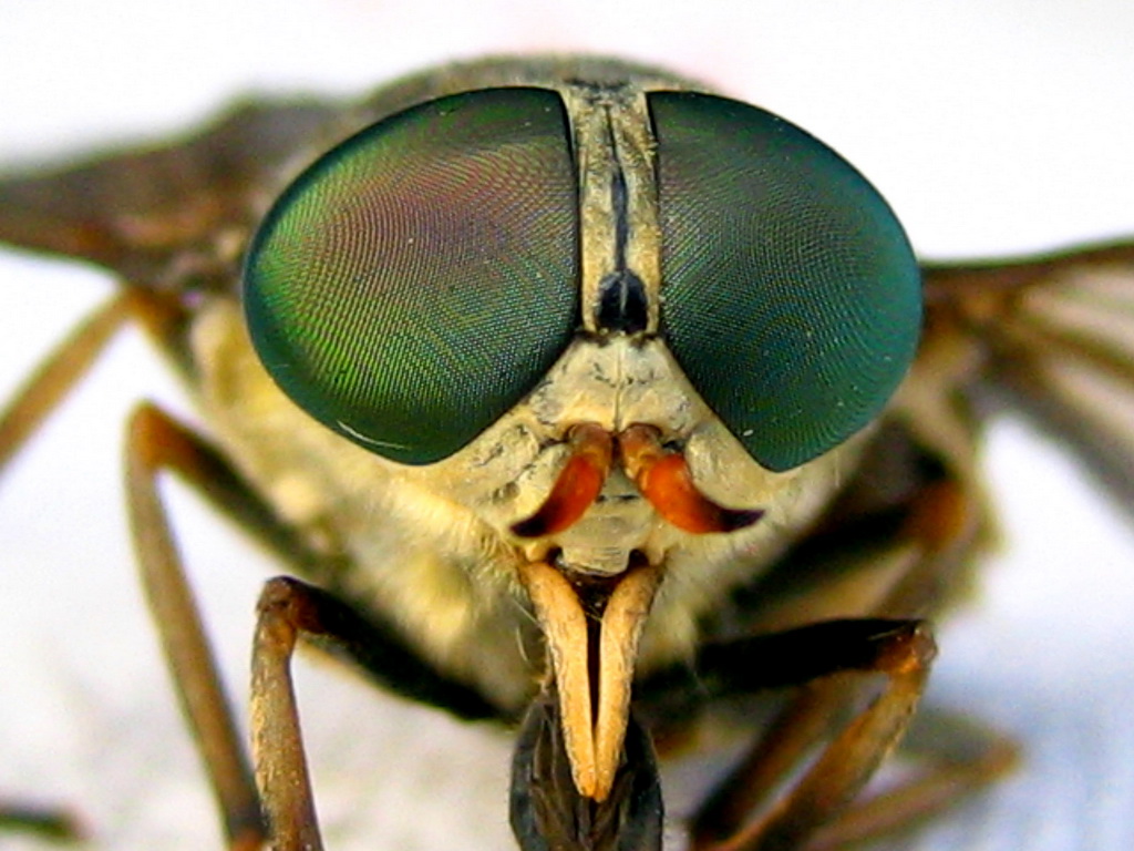 фото на лётное удостоверение