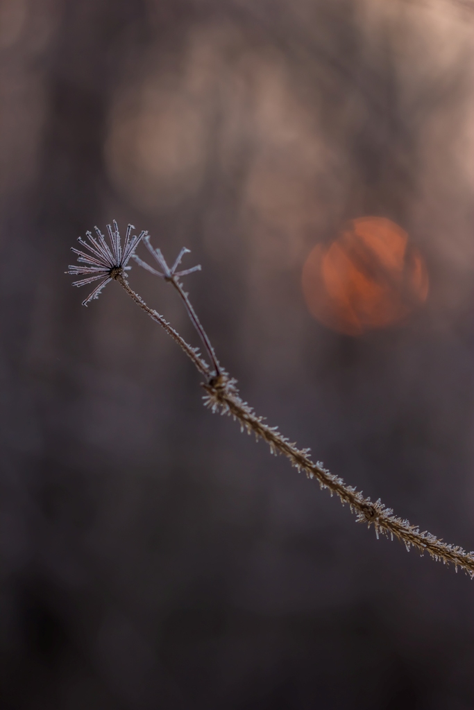 В первые минуты рассвета...