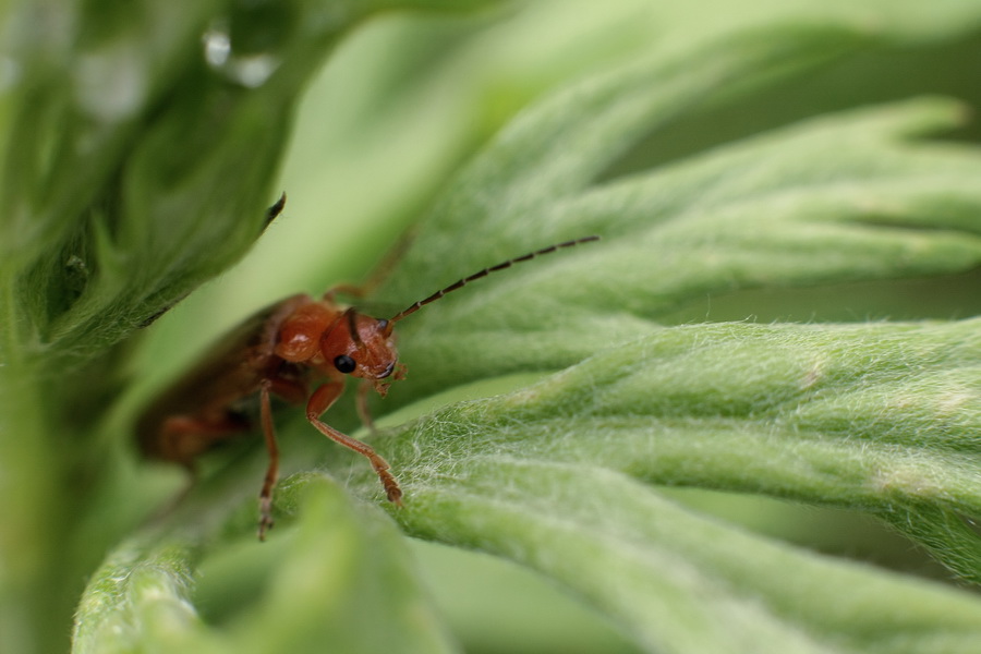 Житель макро мира