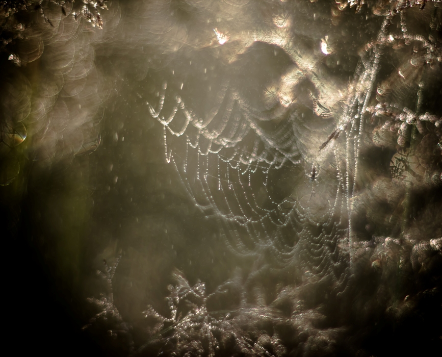 Макрофантазия...